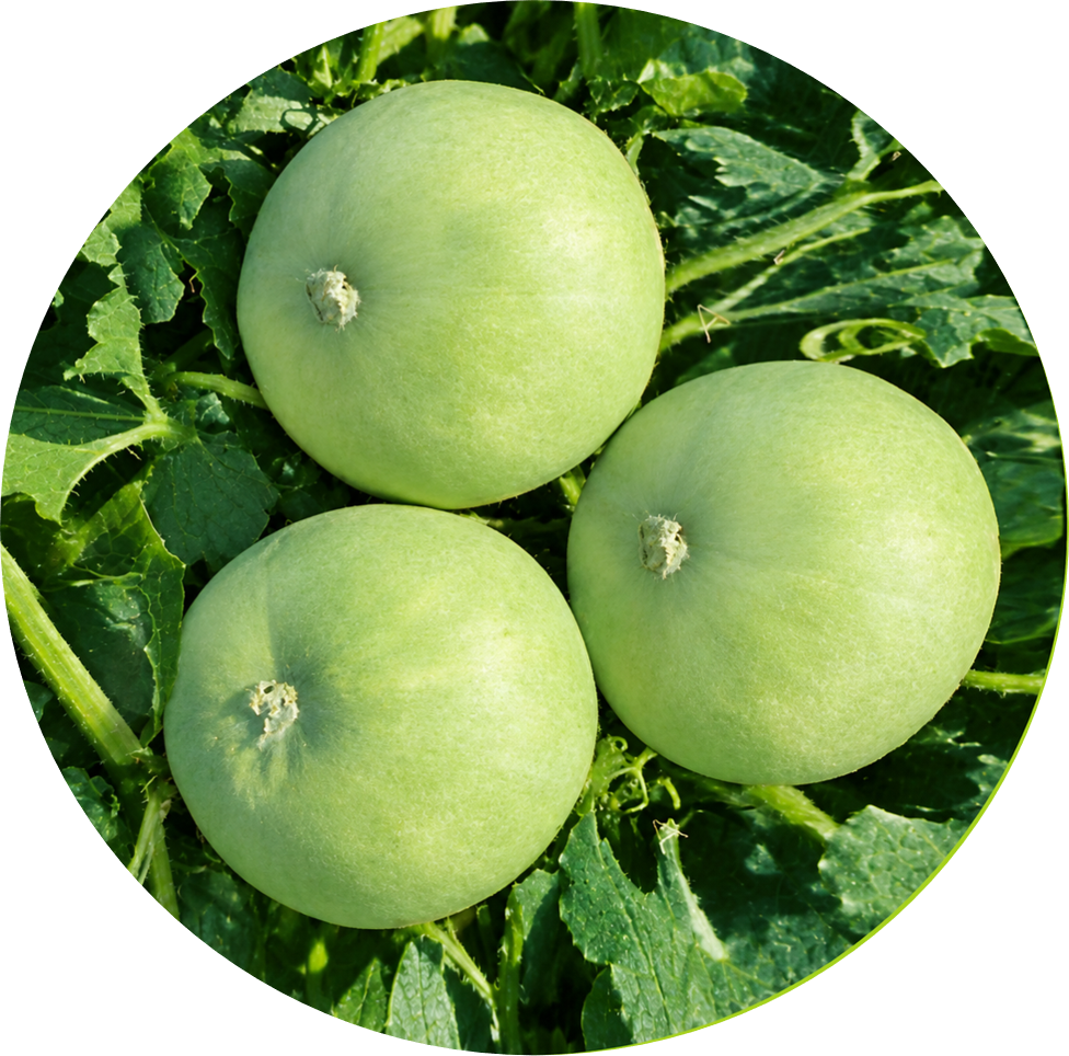 Tinda - Kanchan 55